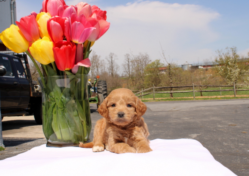 puppy, for, sale, Mini Goldendoodle F2, Matthew B. Stoltzfus, dog, breeder, Gap, PA, dog-breeder, puppy-for-sale, forsale, nearby, find, puppyfind, locator, puppylocator, aca